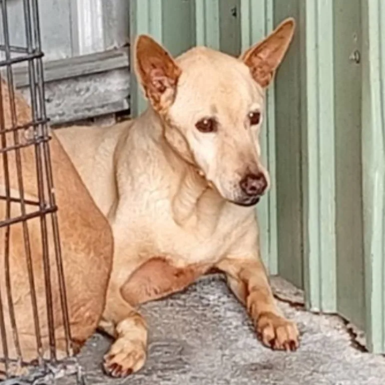 混種犬