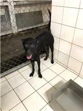 混種犬