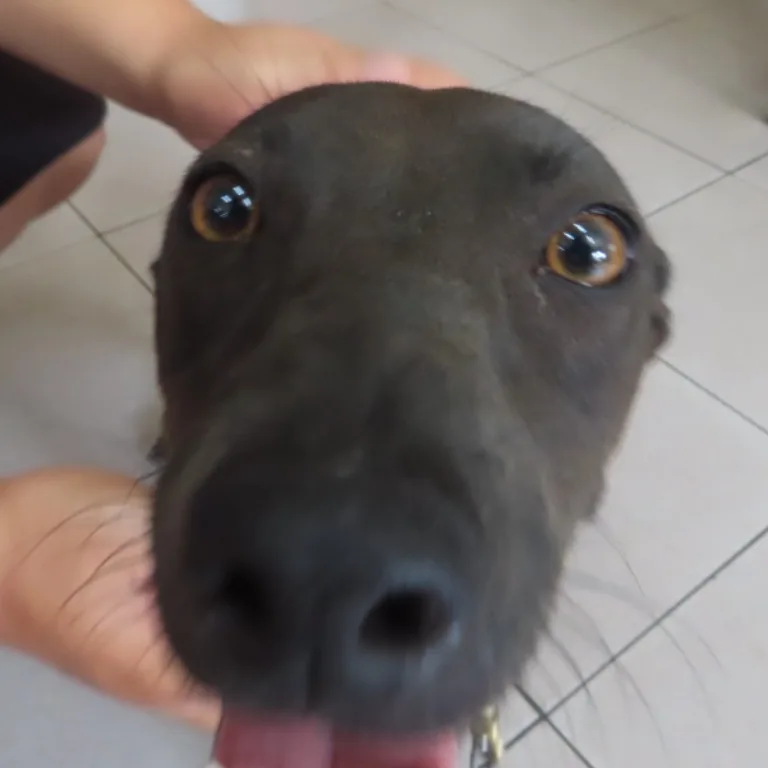 混種犬