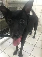 混種犬