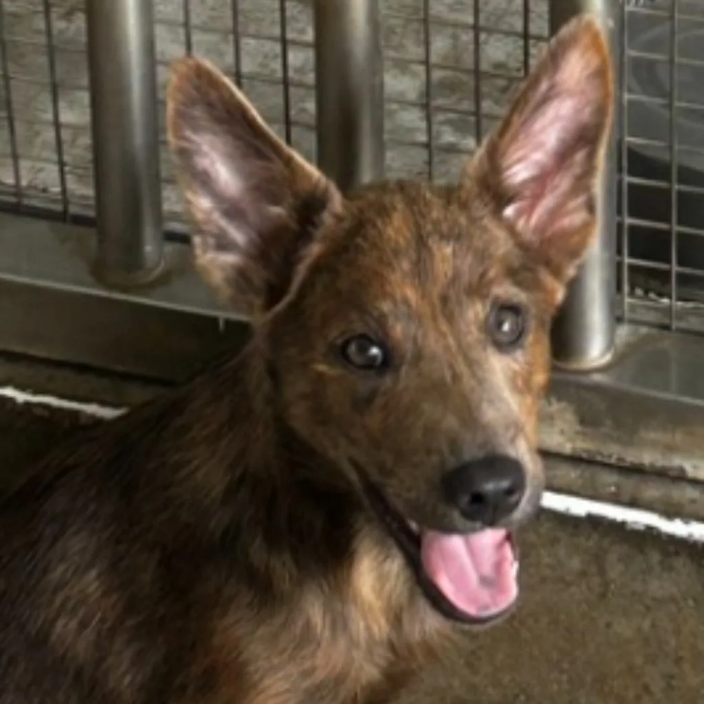 混種犬