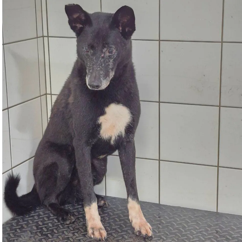 混種犬