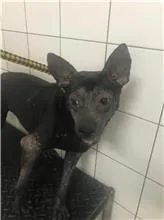 混種犬