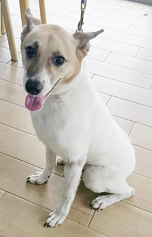 混種犬