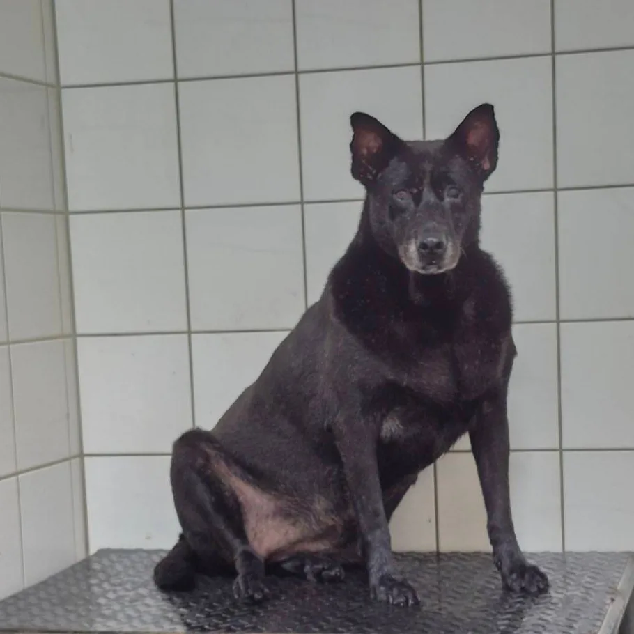 混種犬
