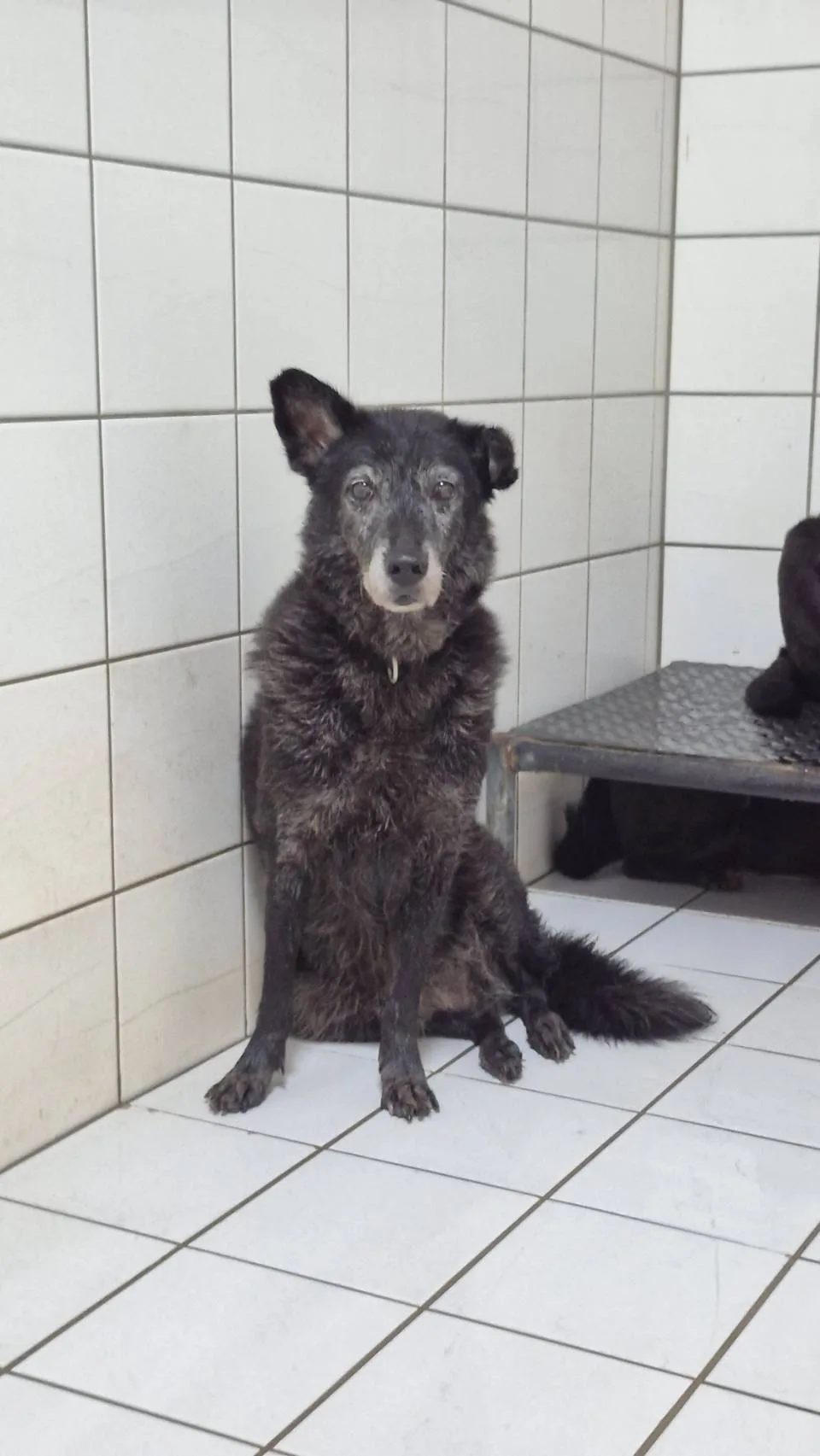 混種犬