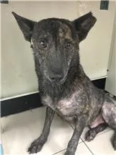 混種犬