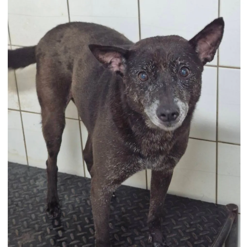 混種犬