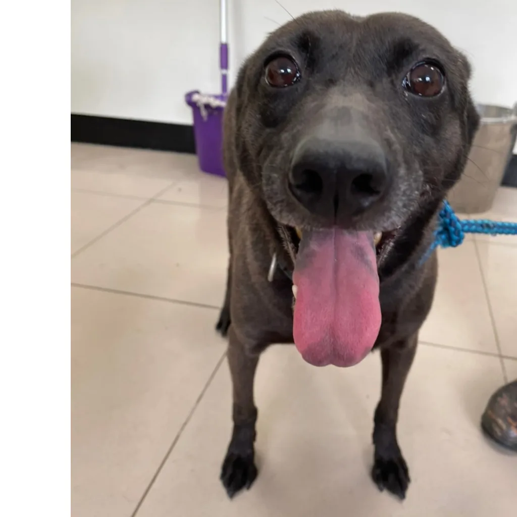混種犬