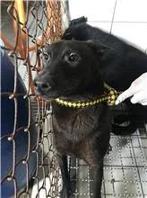 混種犬