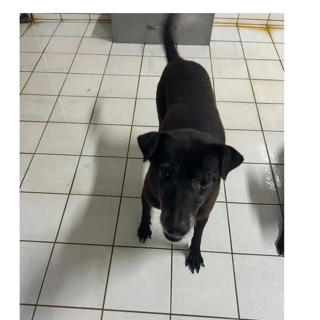 混種犬
