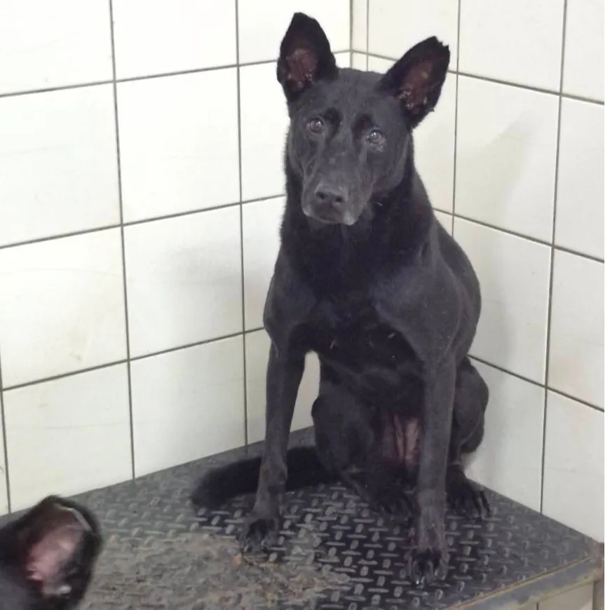 混種犬