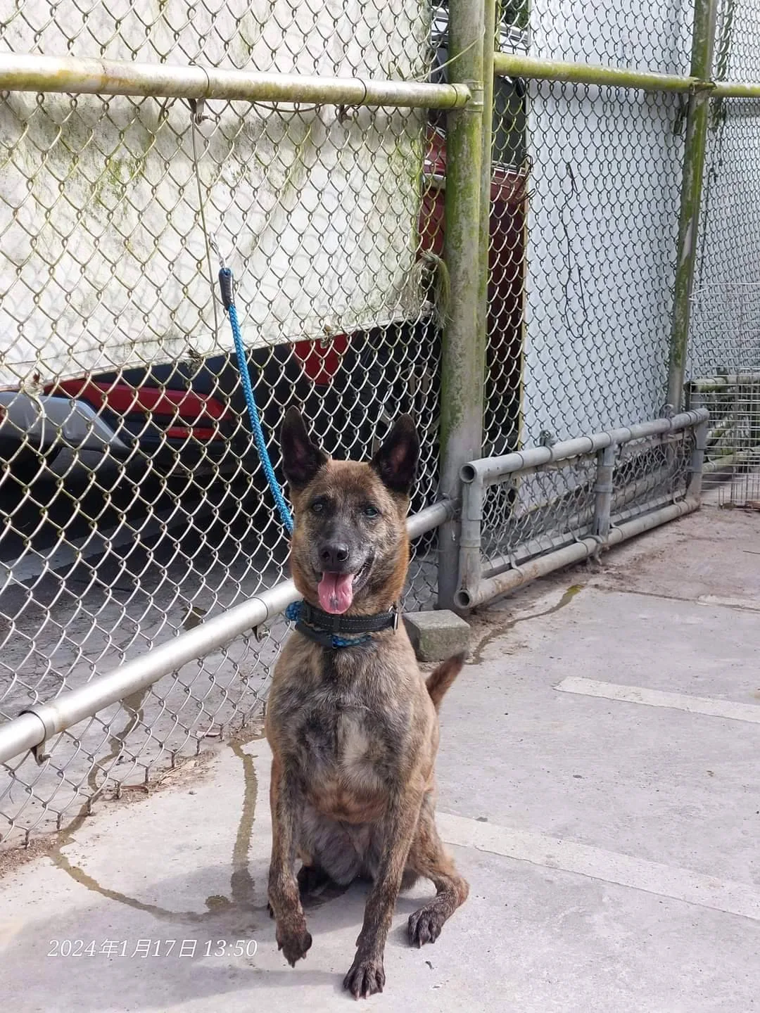 混種犬
