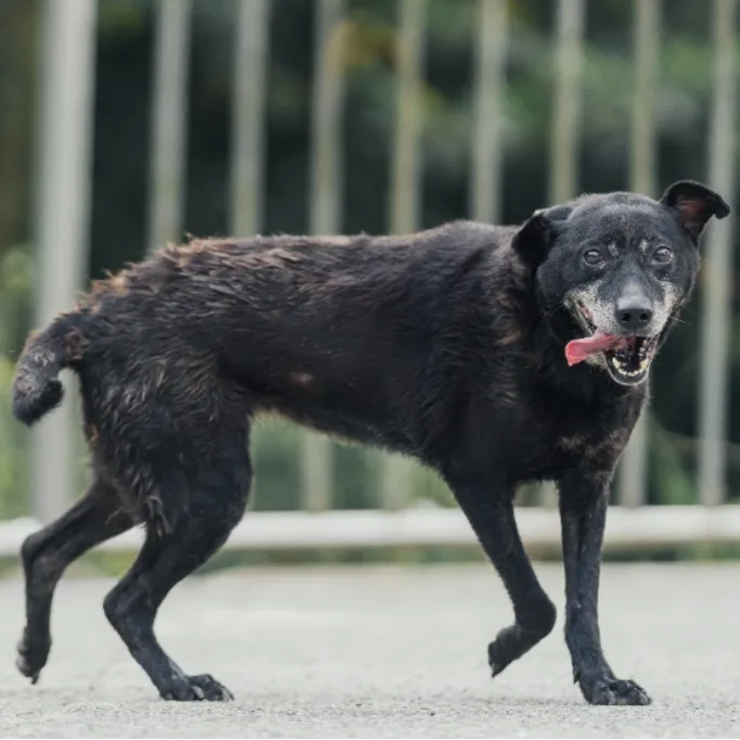 混種犬