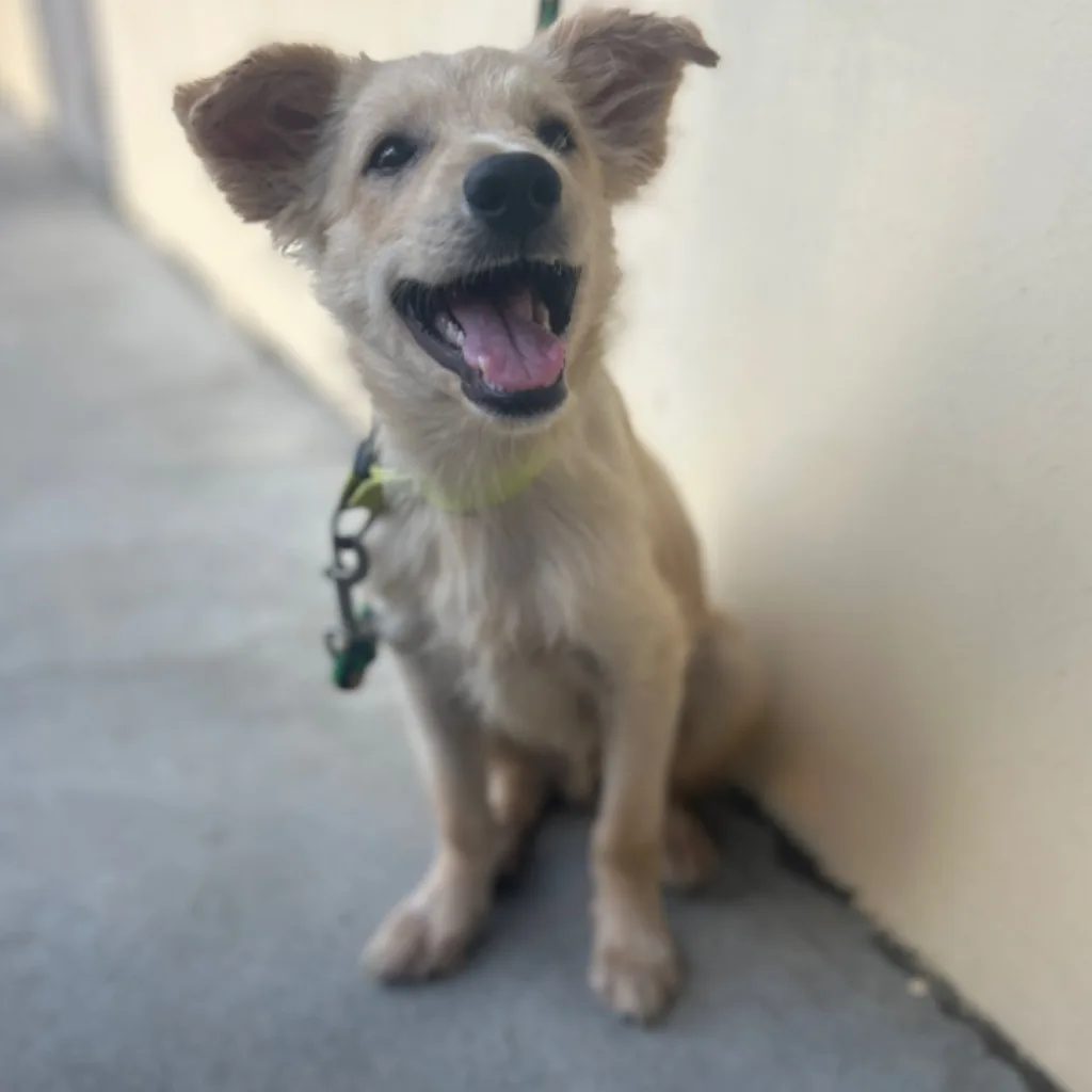 混種犬