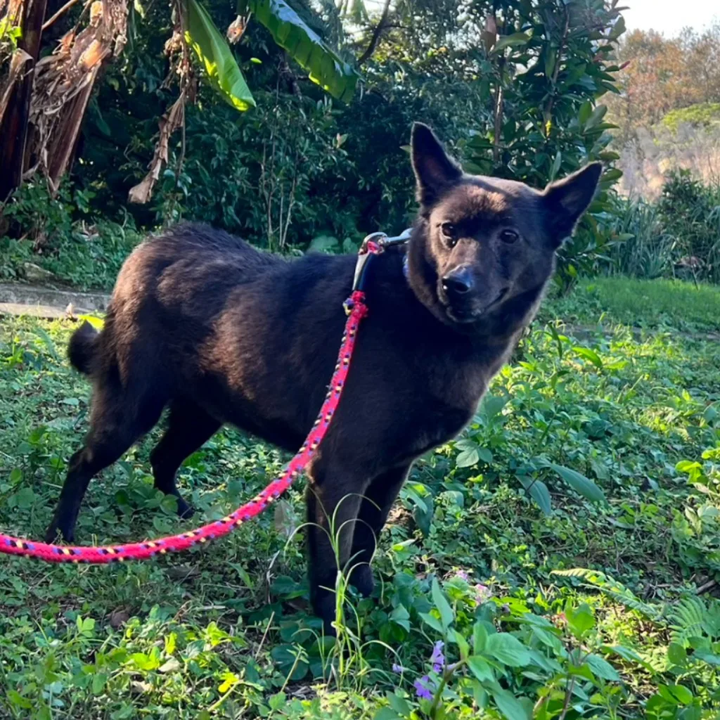 混種犬