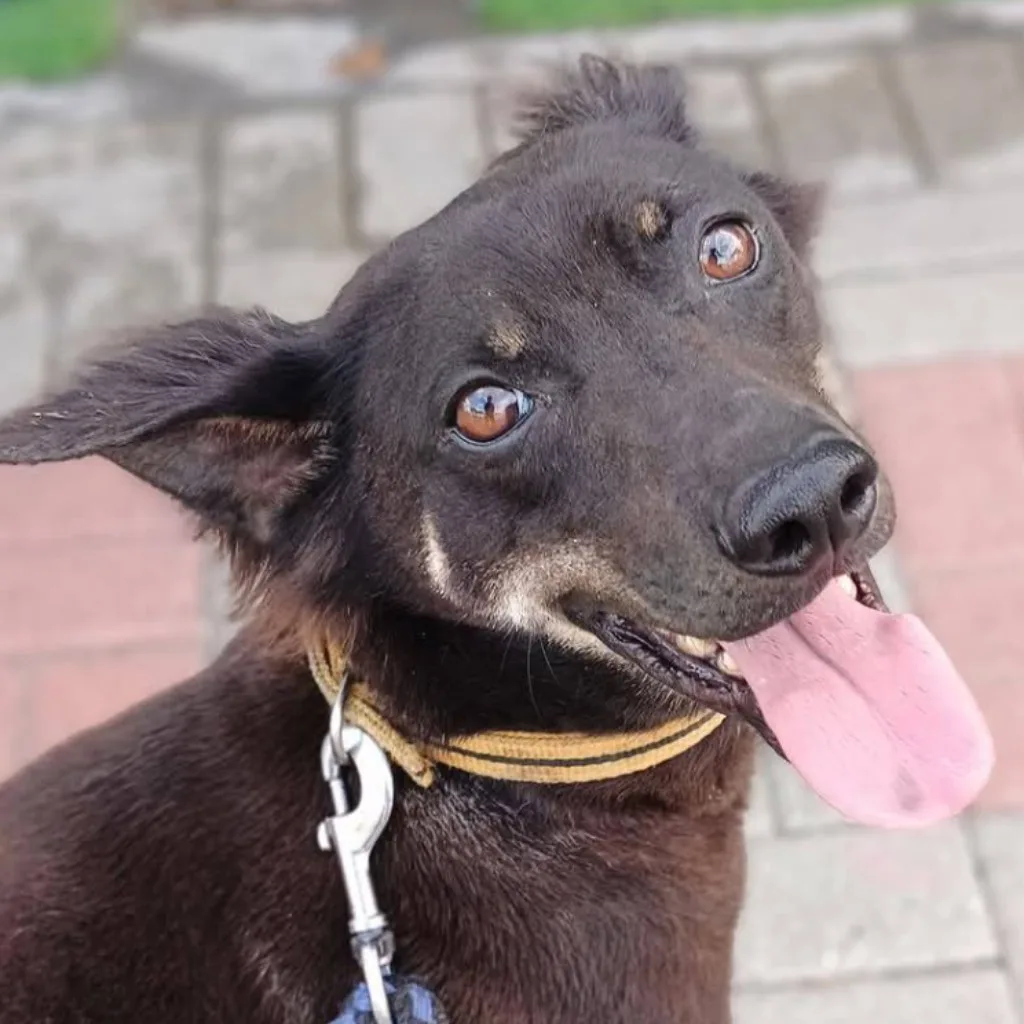 混種犬