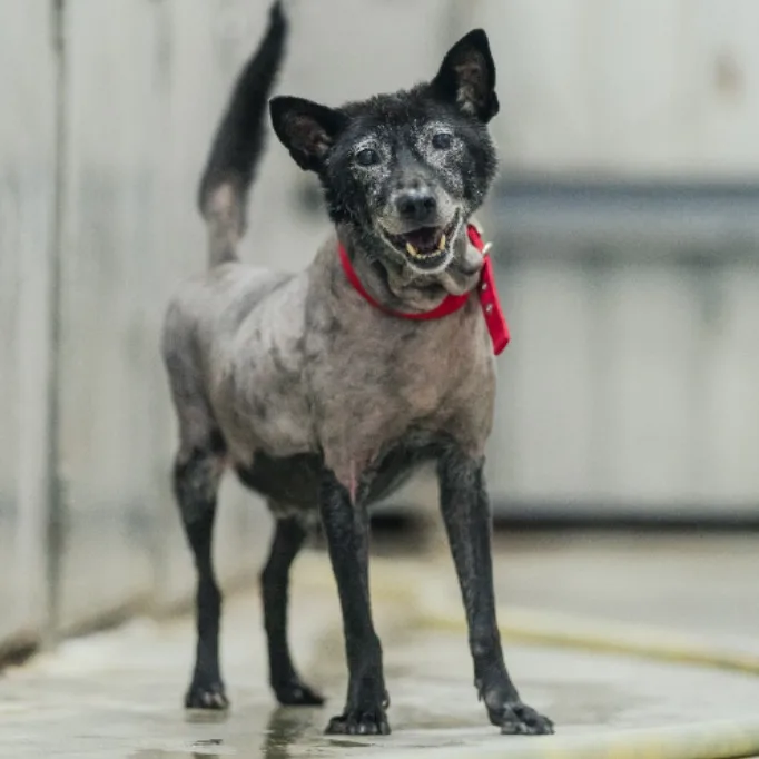 混種犬