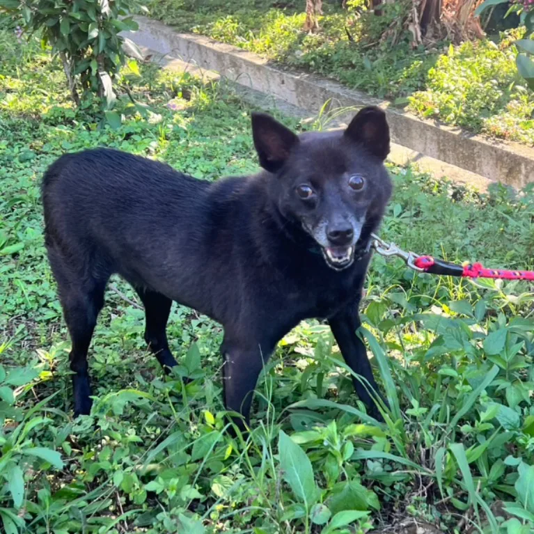 混種犬