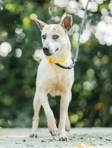 混種犬