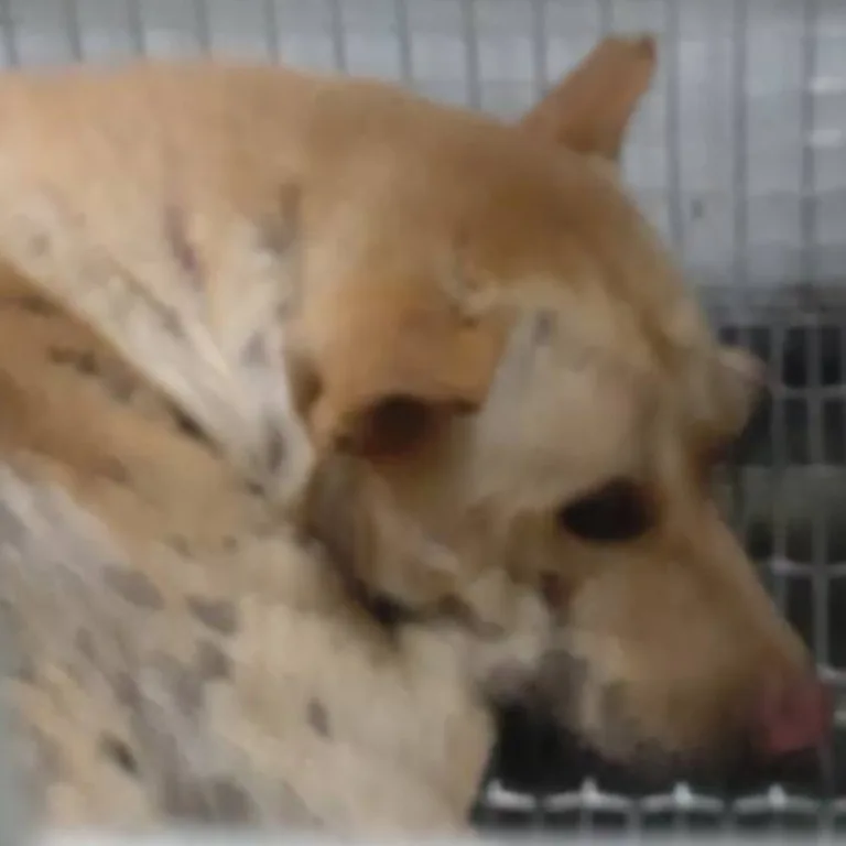混種犬