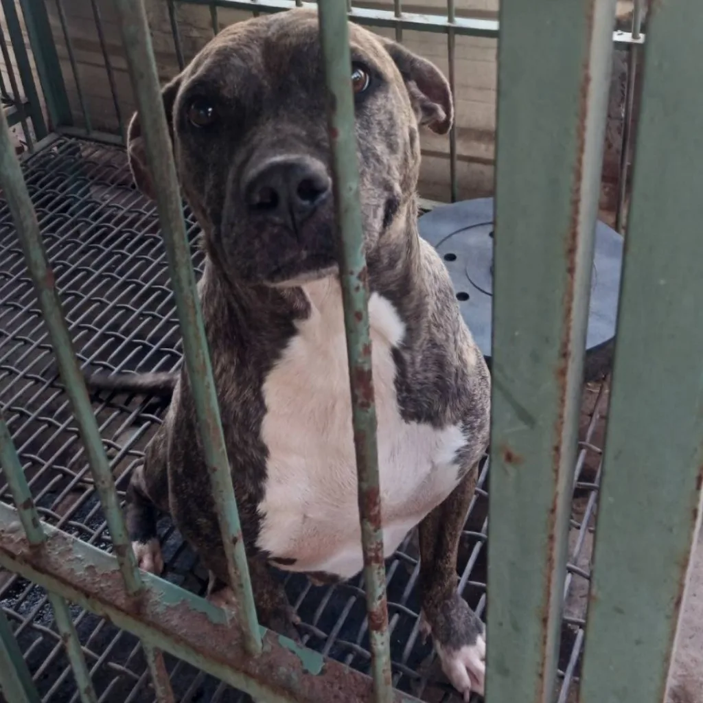 比特犬