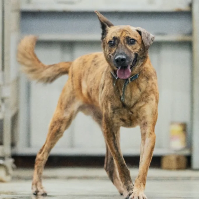 混種犬