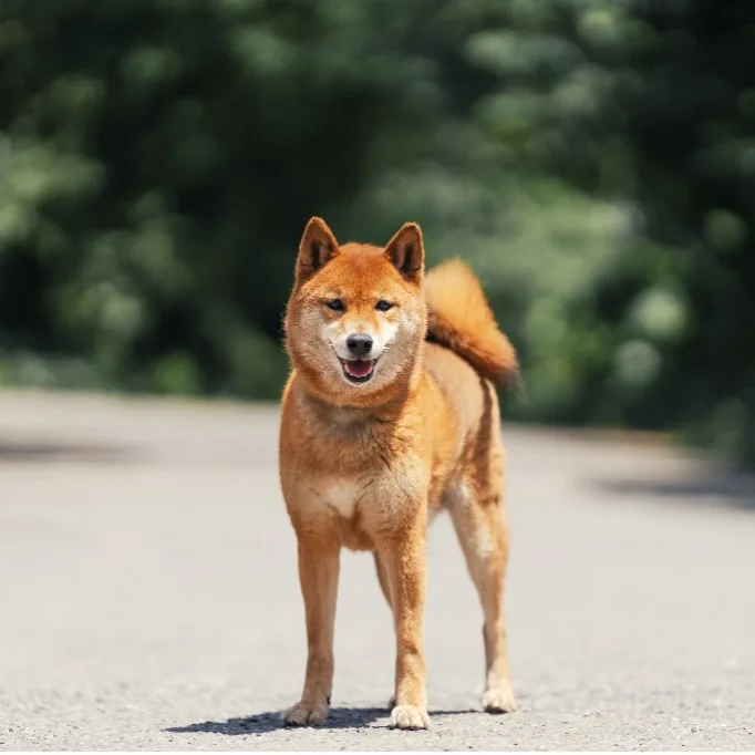 柴犬