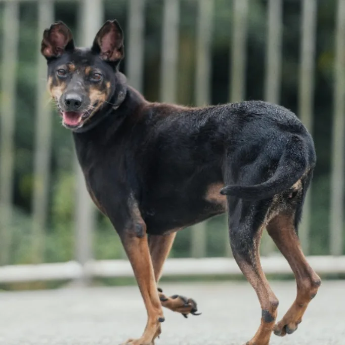 混種犬