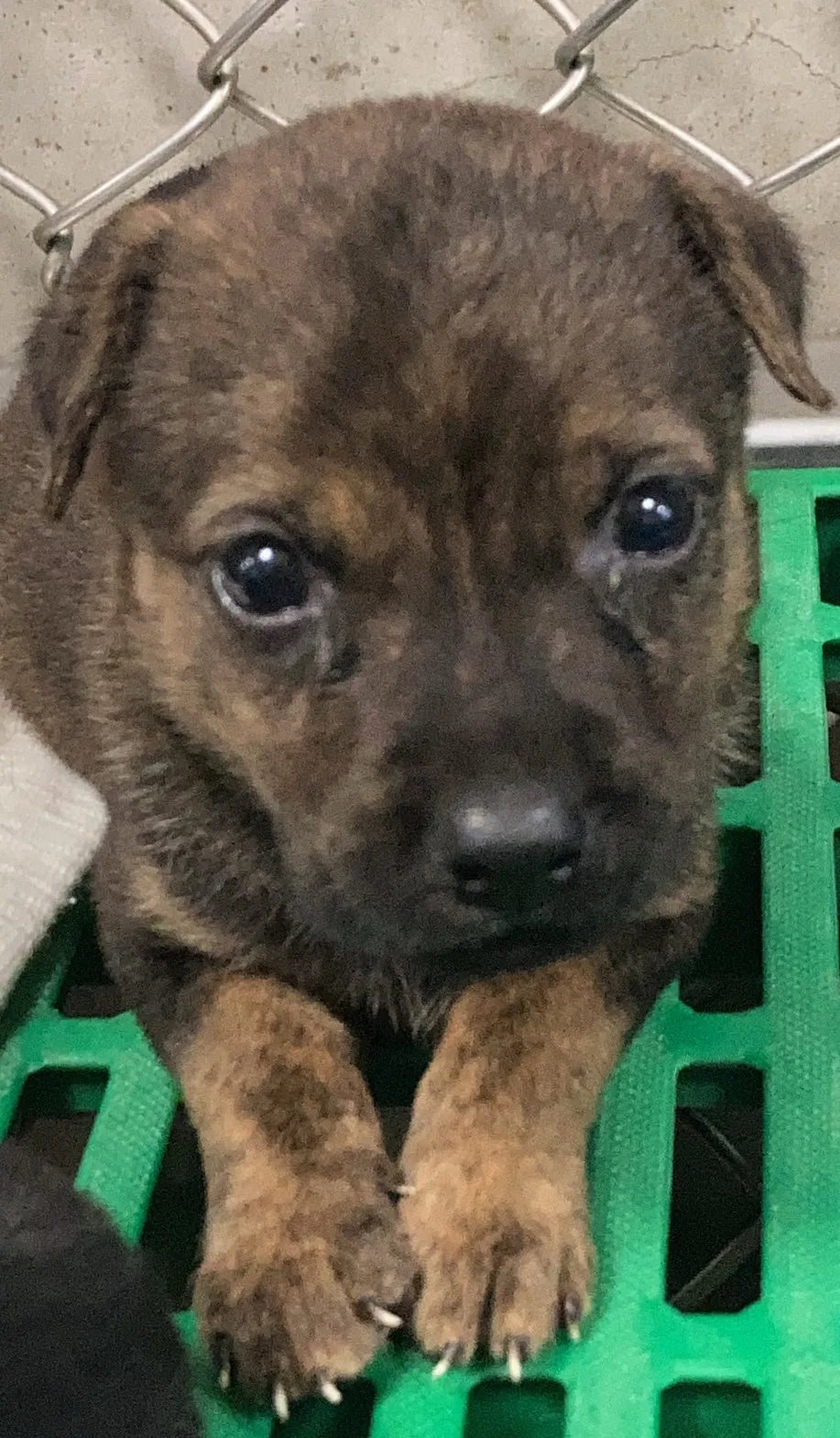 混種犬