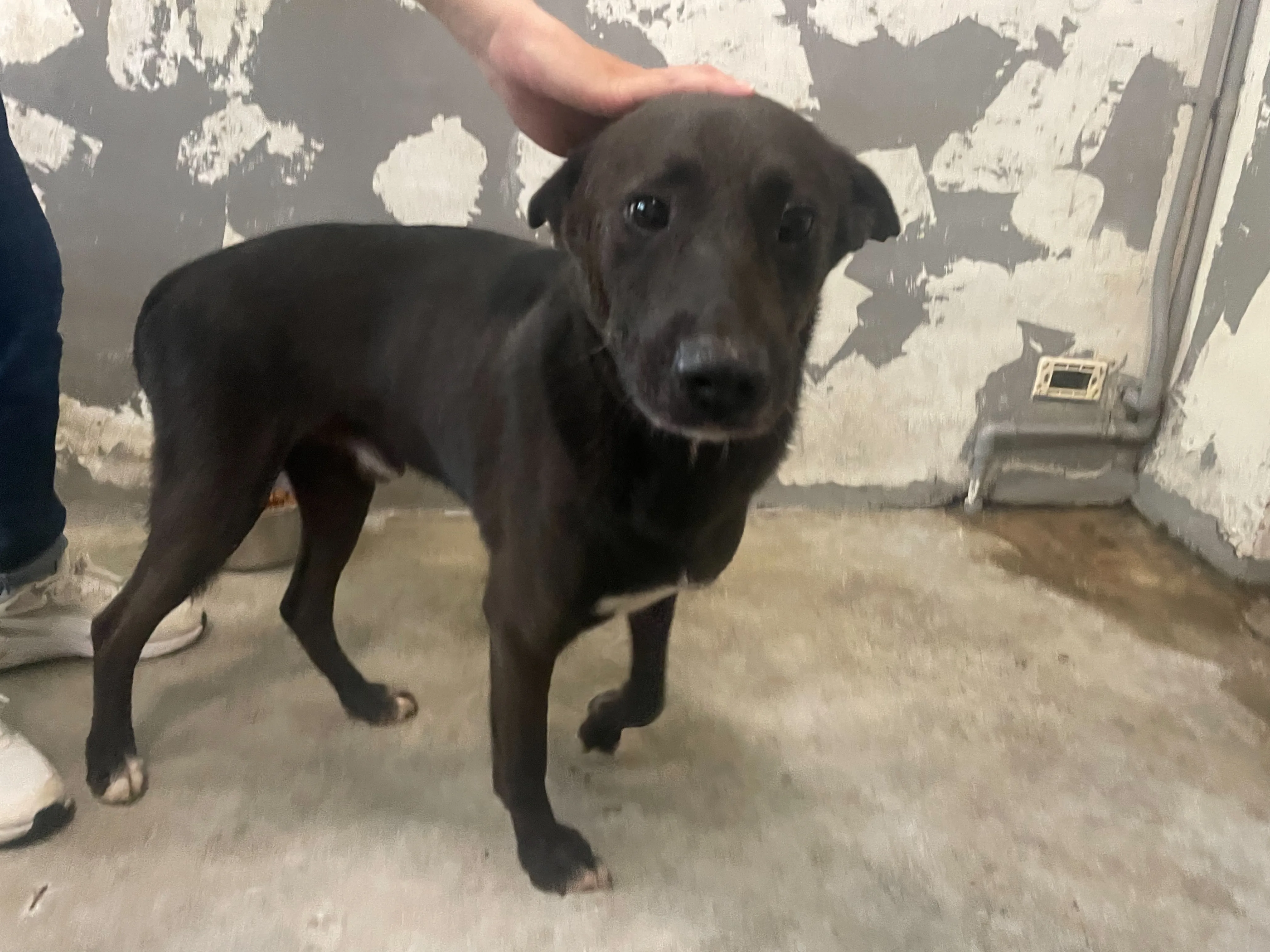 混種犬
