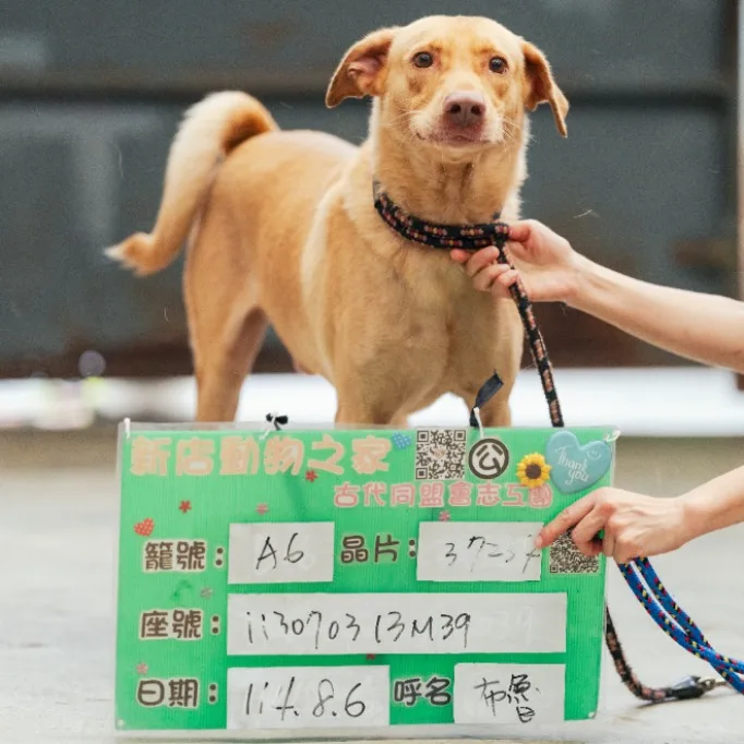 混種犬