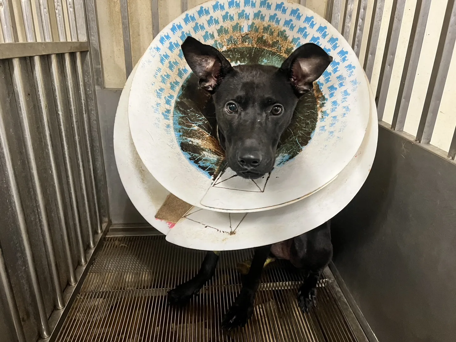 混種犬