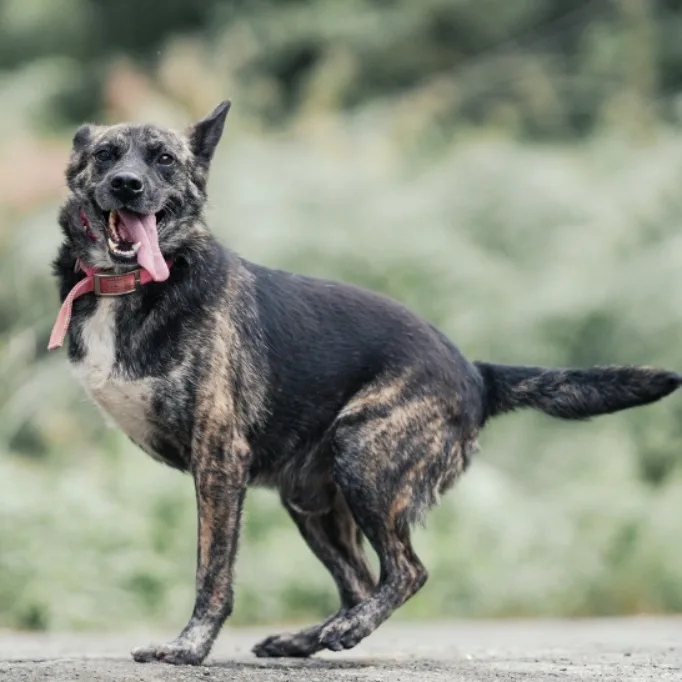 混種犬