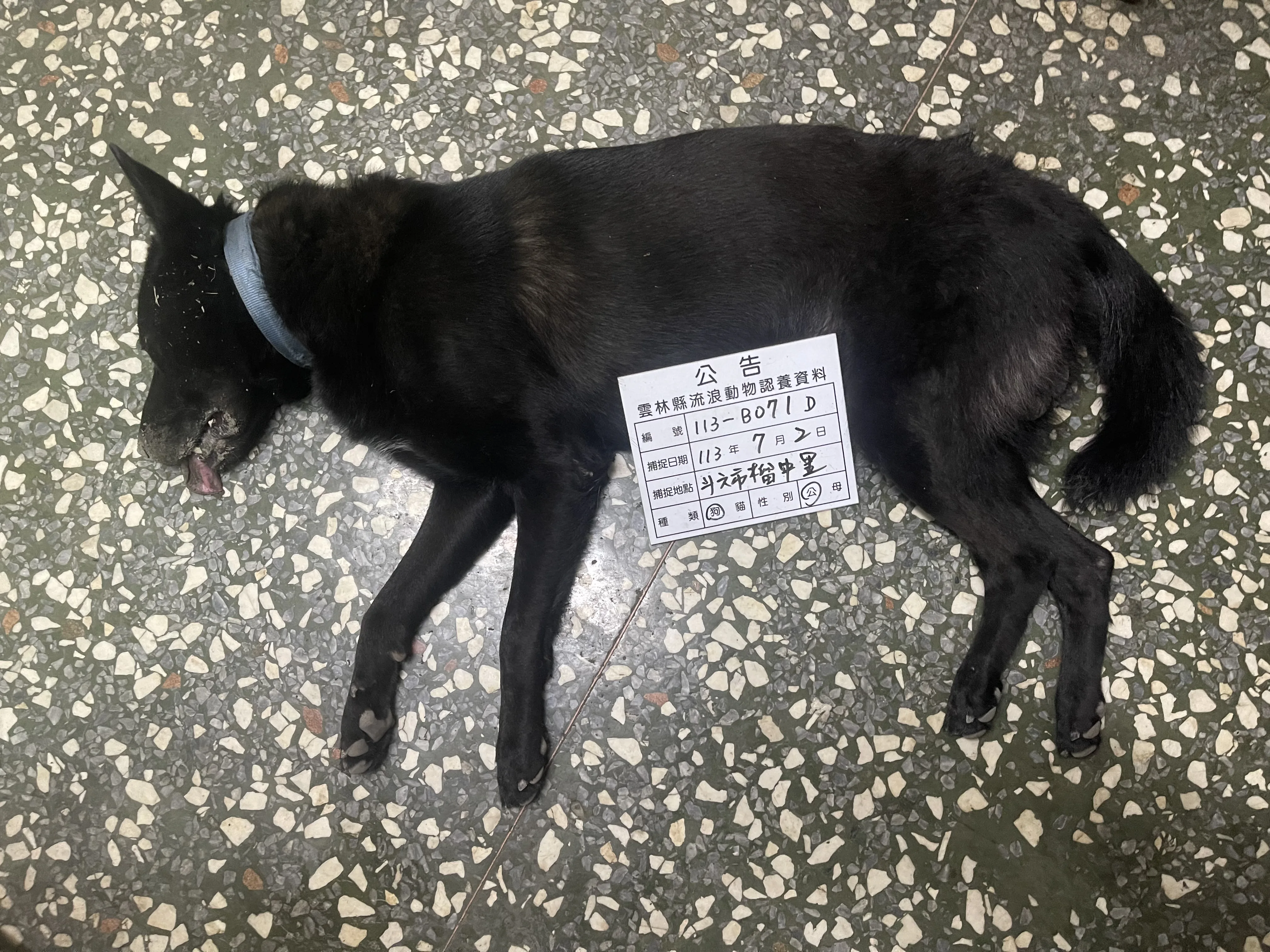 混種犬
