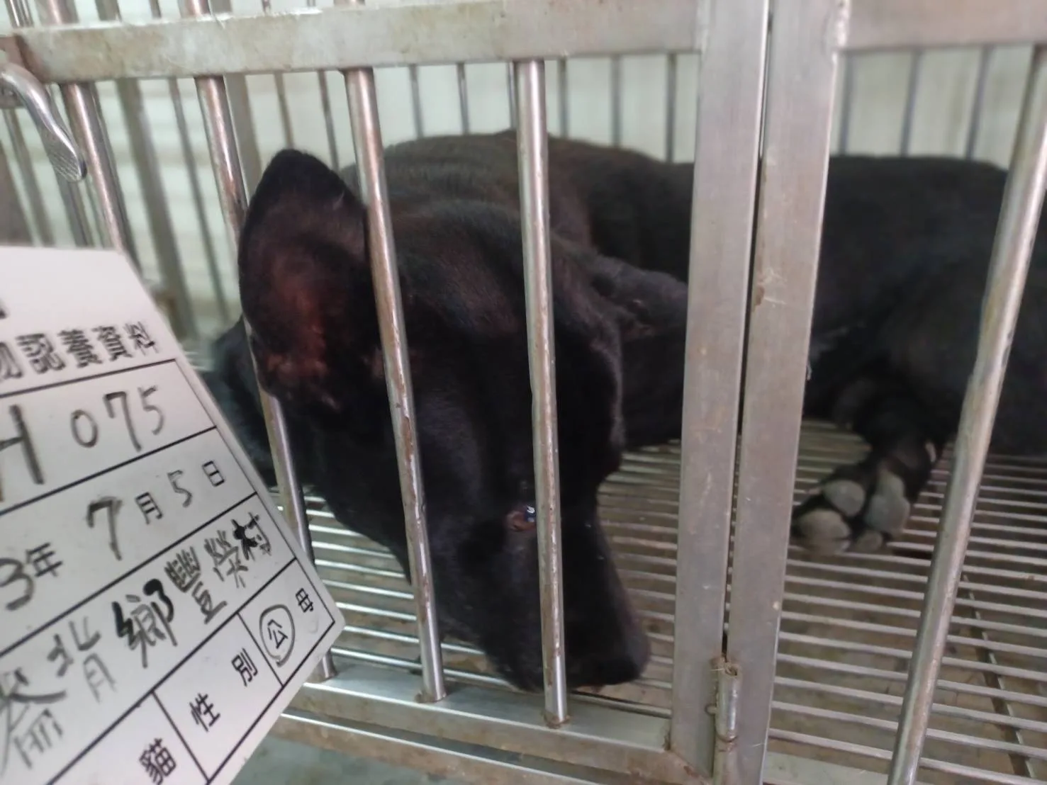 混種犬