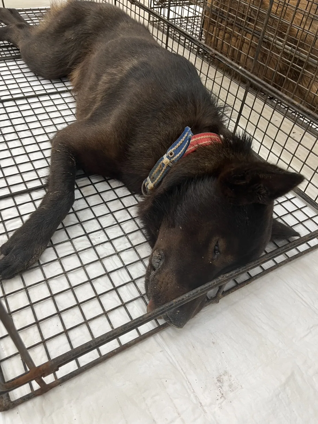 混種犬