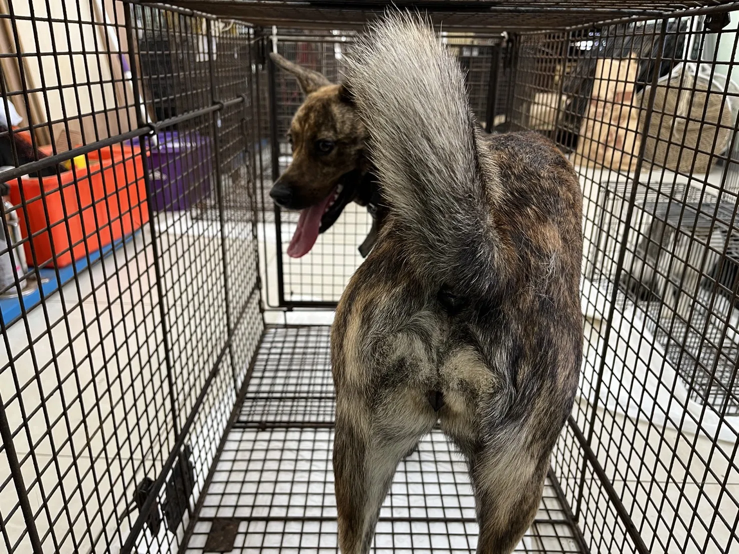混種犬