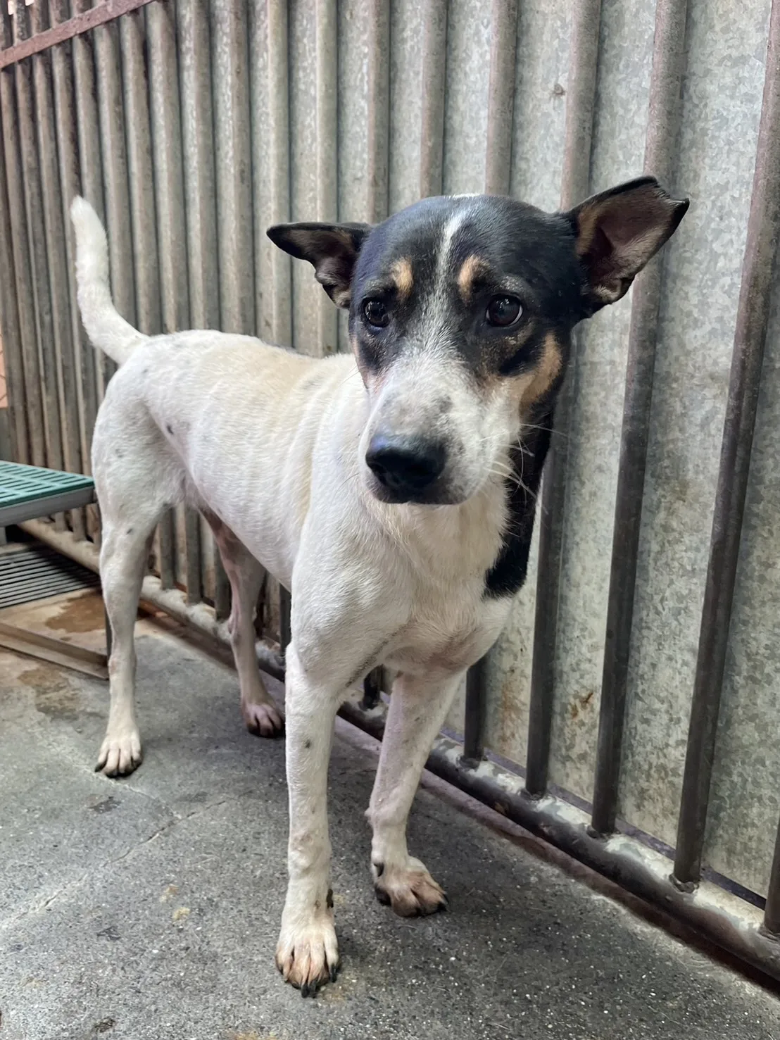 混種犬