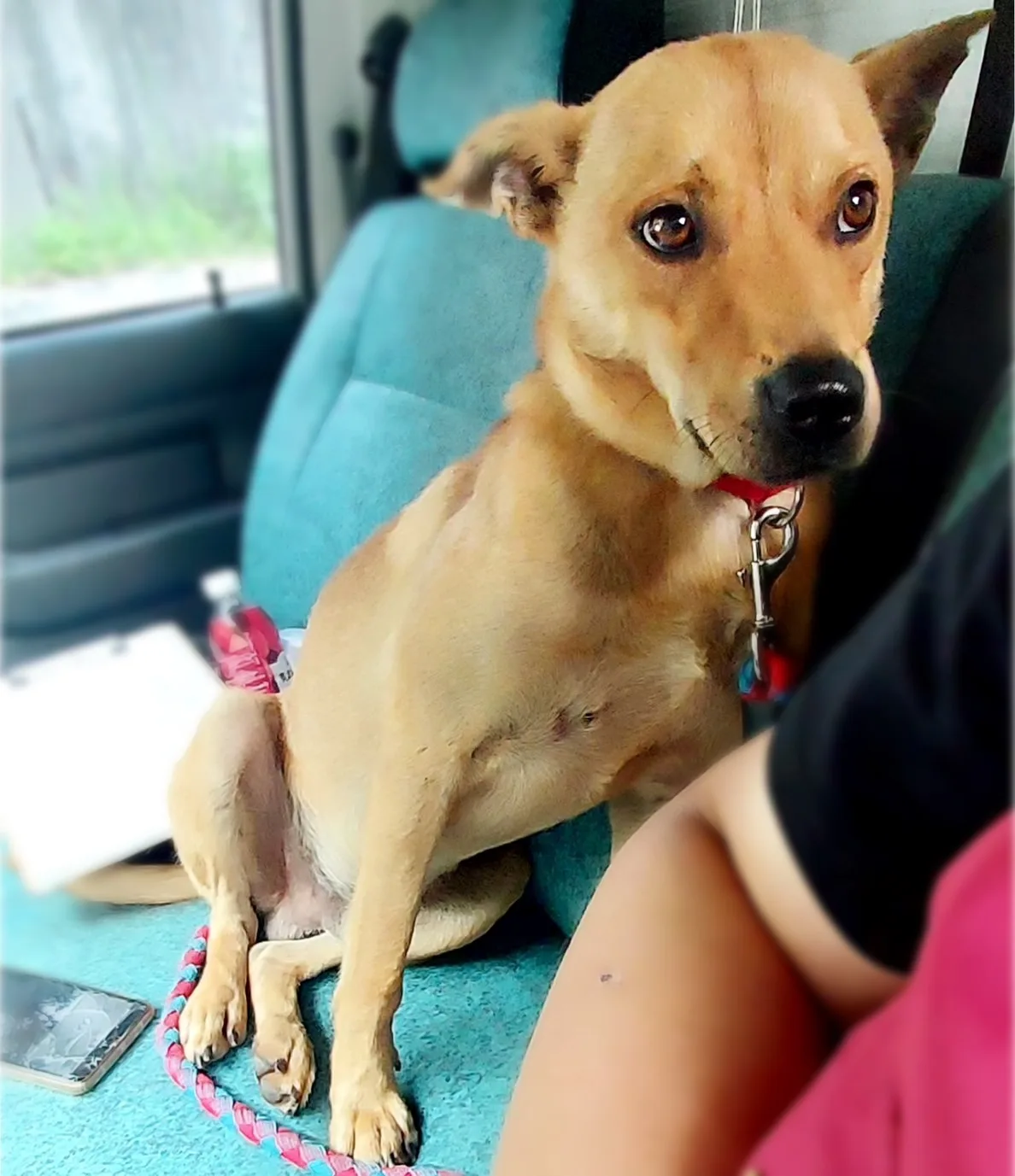 混種犬