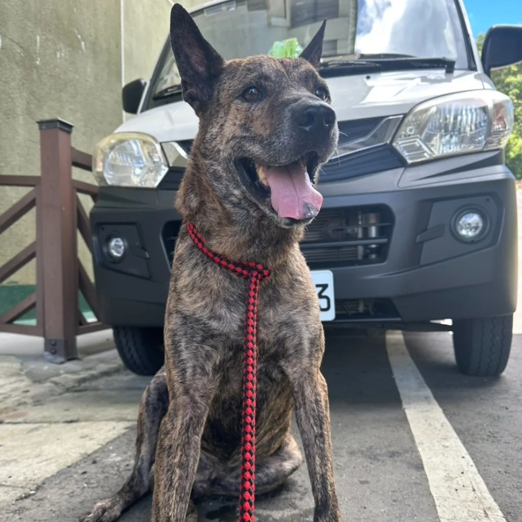 混種犬