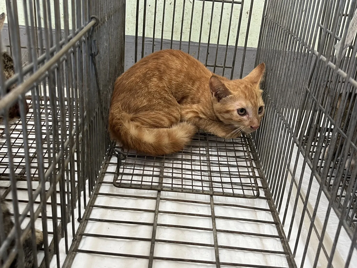 混種貓