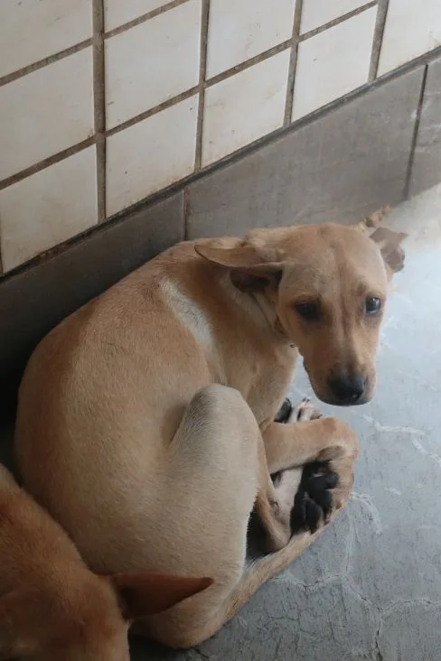 混種犬