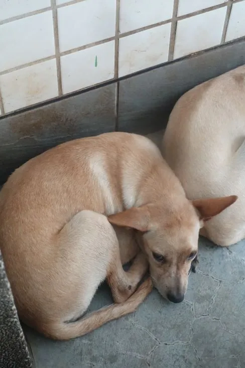 混種犬