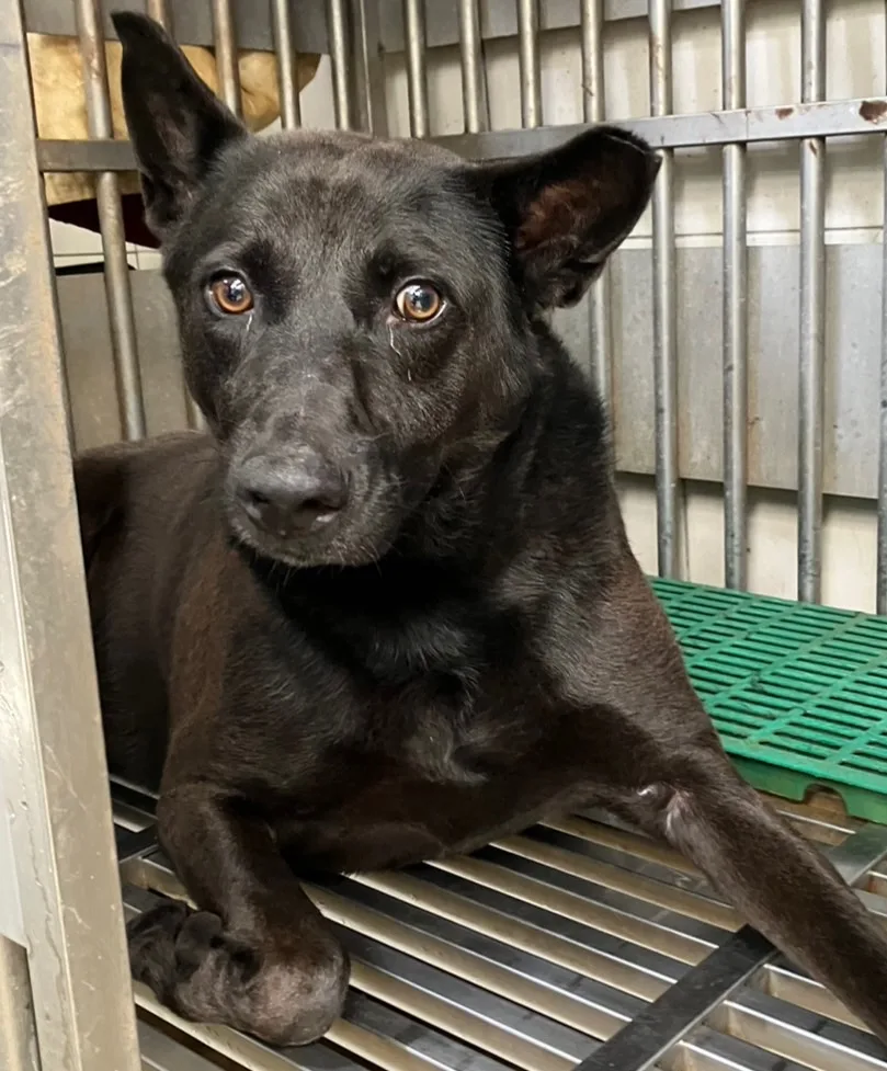 混種犬