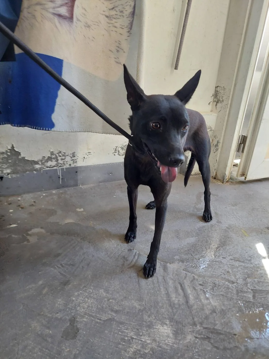混種犬
