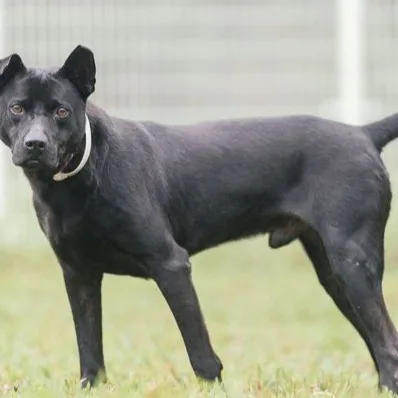 混種犬