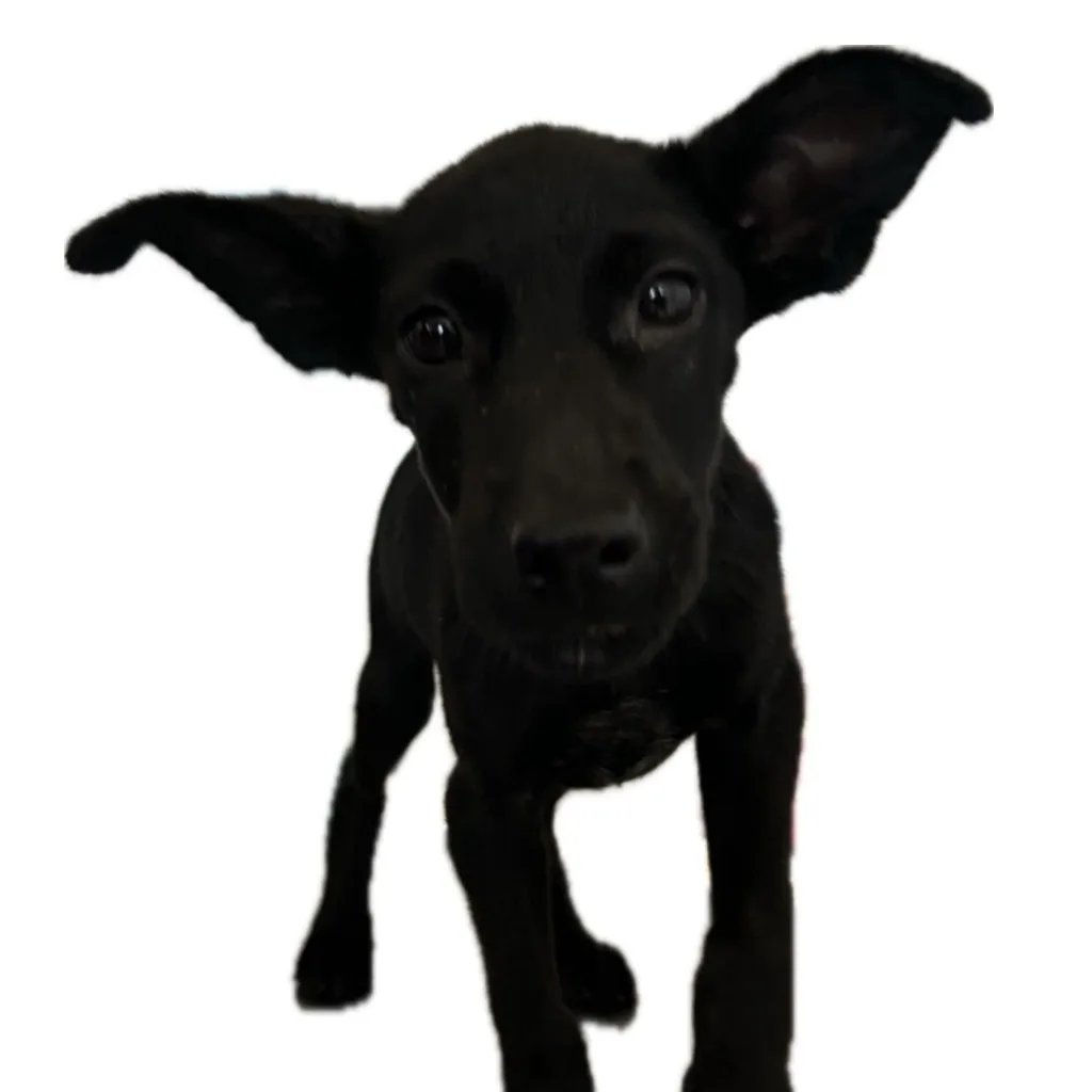 混種犬