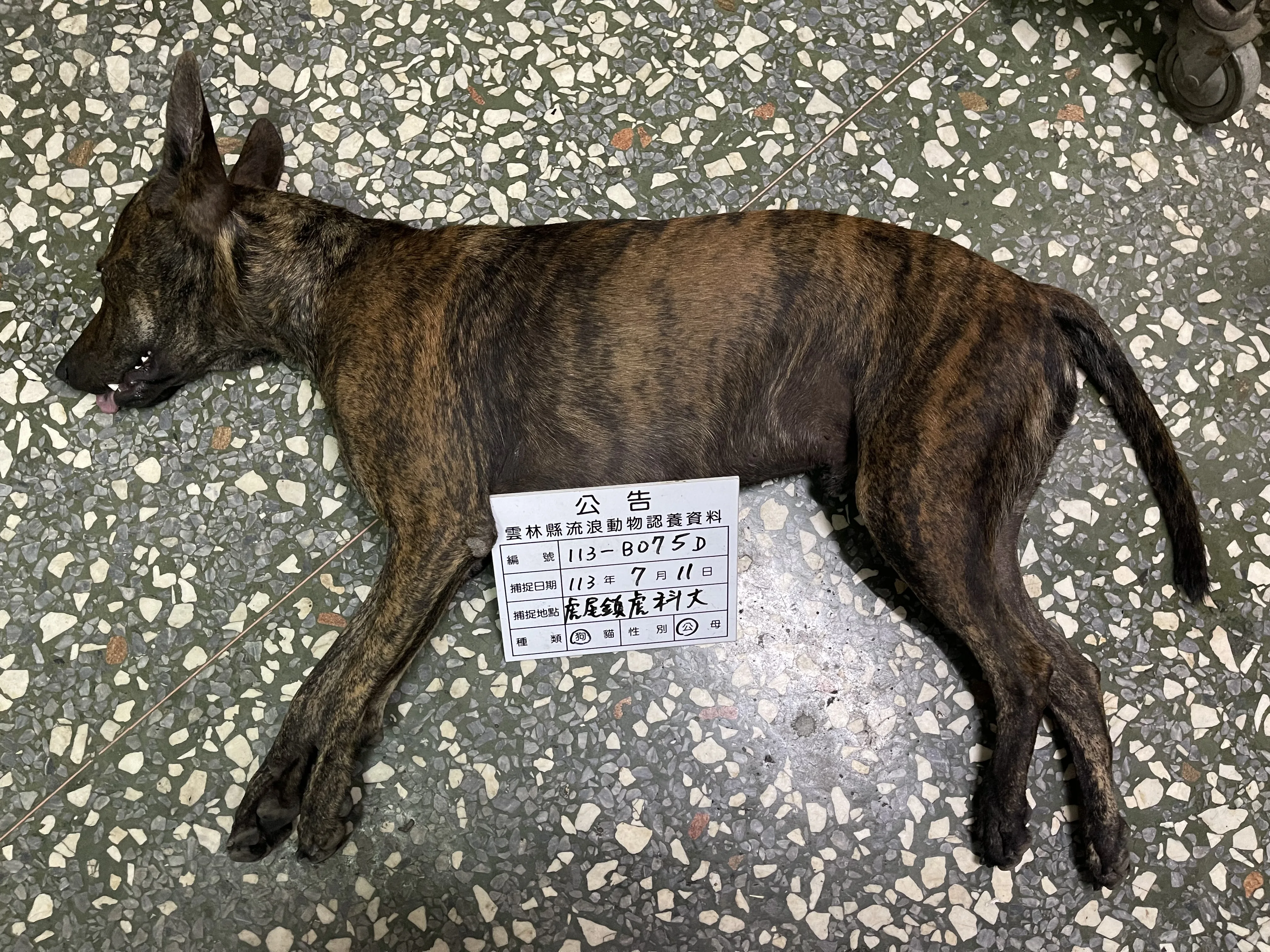 混種犬