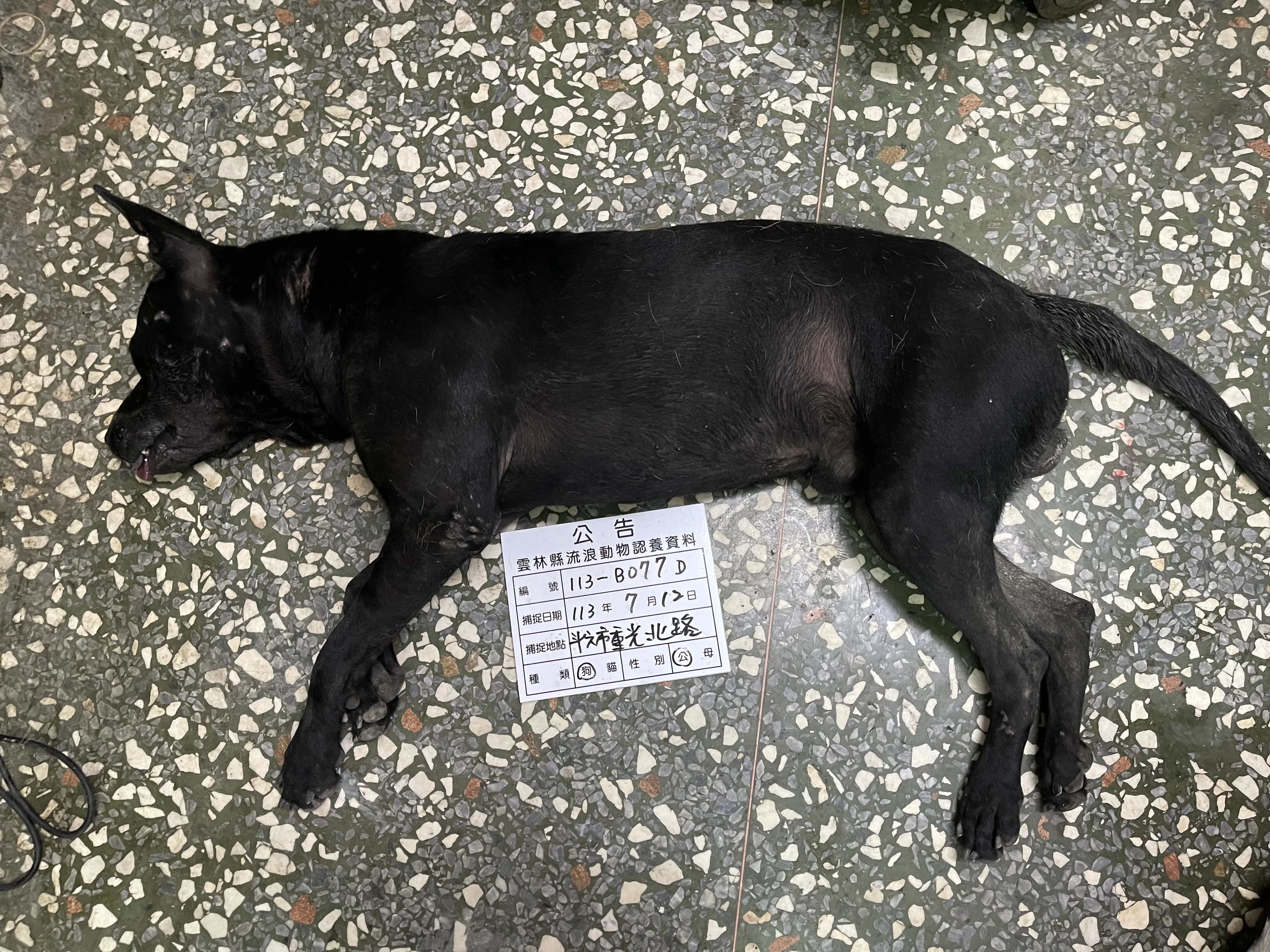 混種犬